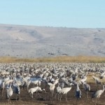 Grus Cranes at Hula Valley