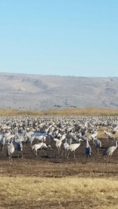 Grus Cranes at Hula Valley