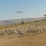 Grus Cranes enjoying the warmth of the Hula Valley